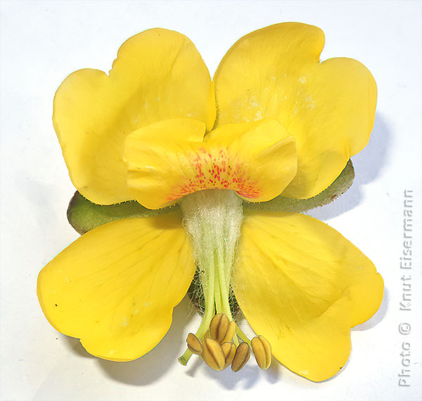 flower of Erythrostemon guatemalensis