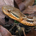 Godman's Mountain Pit Viper