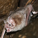 Common Vampire Bat