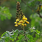 Godman's Mountain Pitviper