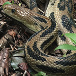 Middle American Gopher- Snake