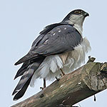 White-breasted Hawk