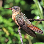 Cinnamon Hummingbird