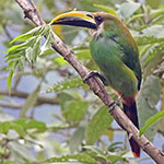Northern-Emerald-Toucanet