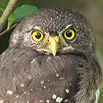 Ferruginous Pygmy-Owl