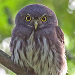 Guatemalan Pygmy-Owl