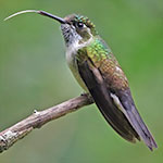 Green-throated Mountain-gem