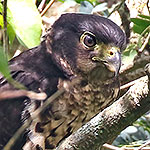 Collared Forest-Falcon