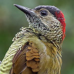 Golden-olive Woodpecker