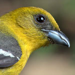 White-winged Tanager