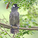 Barred Antshrike