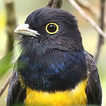 Gartered Trogon