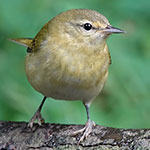 Tennessee Warblers