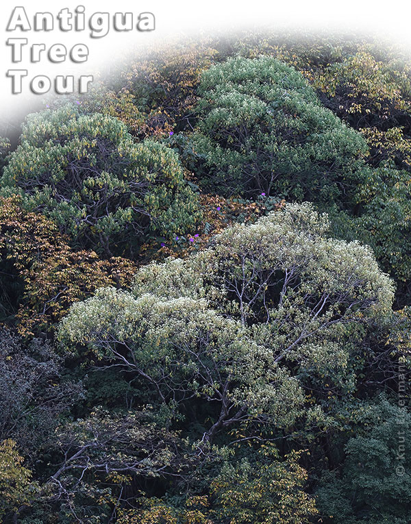 Antigua Tree Tour